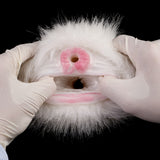 White faux-fur dual-hole fleshlight with pink inner openings