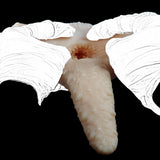 Peach plush cat lying on back with visible opening, held with gloves