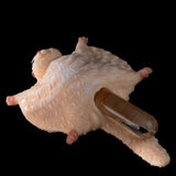 Peach plush cat with clear tube inserted in opening, lying curled