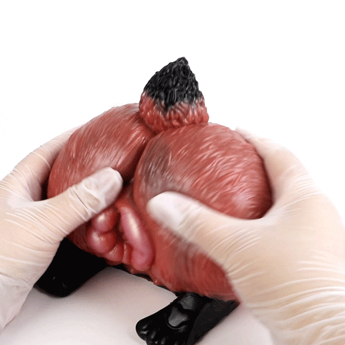 Red fleshlike animal sex toy held by white-gloved hands with black paw accents