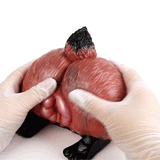 Red animal-themed sex toy insert, held by latex gloves, textured opening view