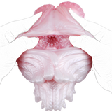 Squid Fleshlight: pink translucent opening with ridged texture, hands pulling apart